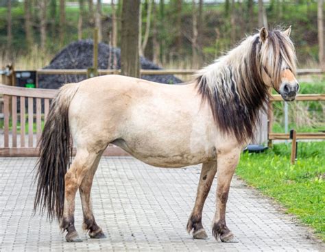 Adoptie Paarden Paard Zoekt Baas