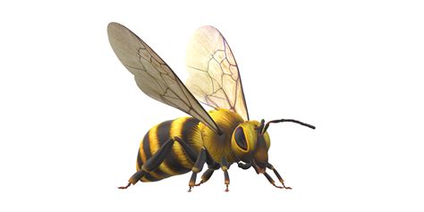 Bee isolated on a Transparent Background 24249145 PNG