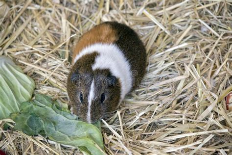 6587 guinea pig shoulder 库存照片 图片 包括有 空白 耳朵 仓鼠 圆白菜 101305352