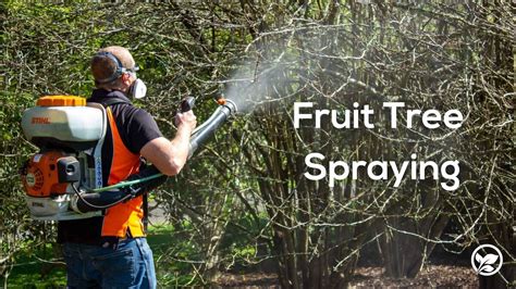 The Importance Of Spraying Fruit Trees In Nz Marc Doyle Treework