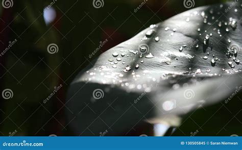 Water Drops on Lotus Leaves with Night Shadows. Stock Image - Image of ...