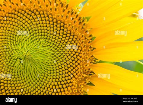 Close Up Of Sunflower Detailed Sunflower Part With Its Seeds And