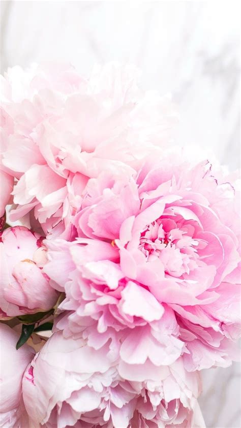 Pink Peonies Wallpapers Wallpaper Cave