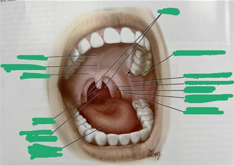 mouth Diagram | Quizlet