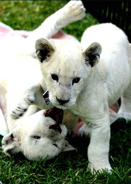 white lion cubs playing - All About Lions Photo (7875217) - Fanpop