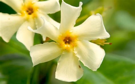 Jasmin (Pflanzen) | Rühlemann's Kräuter und Duftpflanzen