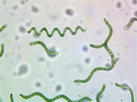 Spirulina Algae Microscope