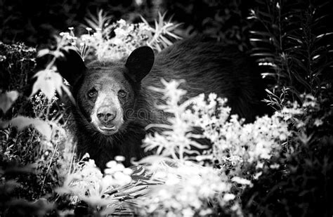 Black Bear Black & White Stock Image - Image of bush, nature: 25741391