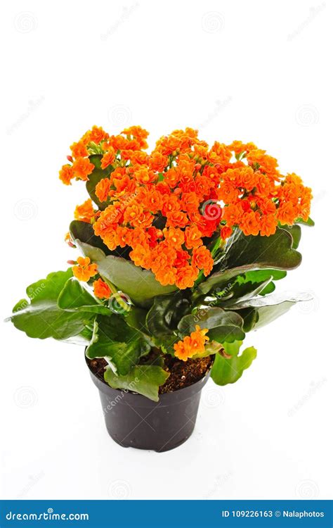 Little Orange Flowers of Rubiaceae Tree. Orange Flower Plant. Cluster Flowers Ixora Stock Image ...