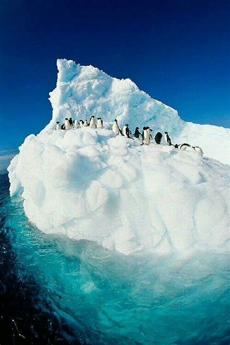 Awesome Things To Do In Antarctica Guide Artofit