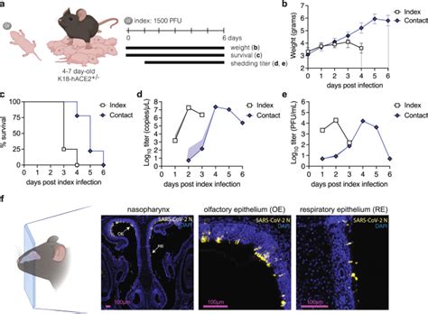 A Neonatal Mouse Model Characterizes Transmissibility Of Sars Cov