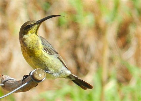 Sunbird in garden, Simon's Town, Cape Town, South Africa