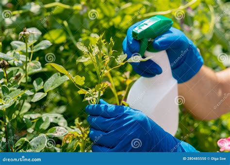 Treatment In The Garden Of Young Shoots Of Roses From Aphids