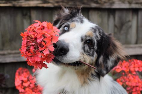 10 of the Safest Flowers for Dogs You Can Buy or Grow | The Dog People ...