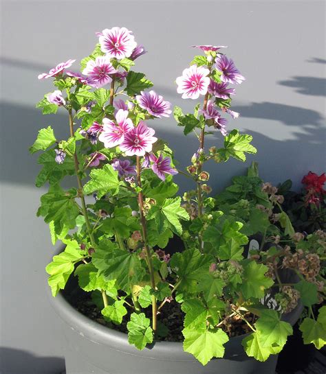 Zebrina-habit | Malva sylvestris 'Zebrina' | cjsdavis | Flickr