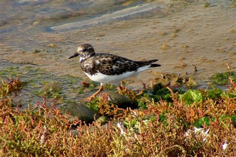 Turnstone Birdwatch Ireland