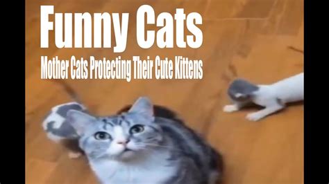 Funny Cats And Mother Cats Protecting Their Cute Kittens Youtube