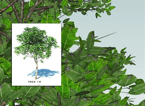 Free 3d Models Vegetation Sketchup 3d Trees Collection 3 By