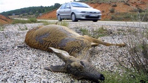 Desestiman La Primera Demanda Por Atropello De Un Corzo En Una