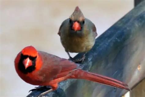 21 Interesting Facts About Cardinals Bird Feeder Hub