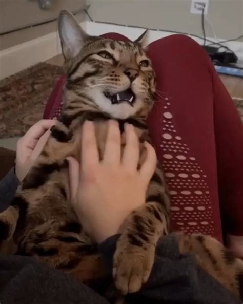 Loving life. : r/aww