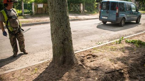 Kauno Miesto Savivaldyb Per Plauk Nuo Nelaim S Seni Med Iai Smetonos