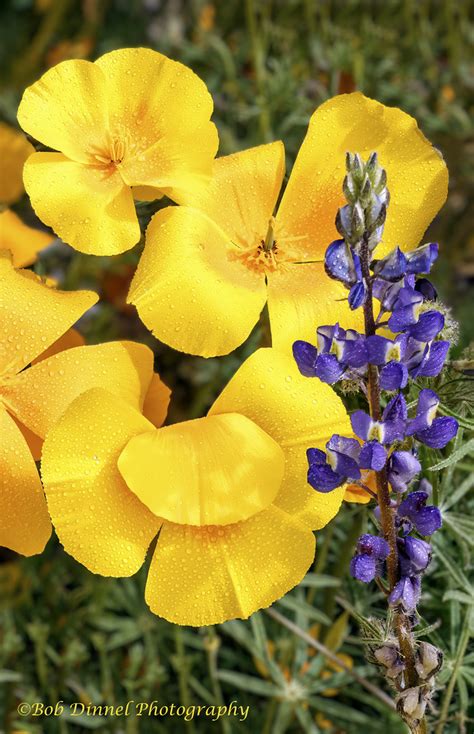 Poppies Lupine No Filter Bob Dinnel Flickr