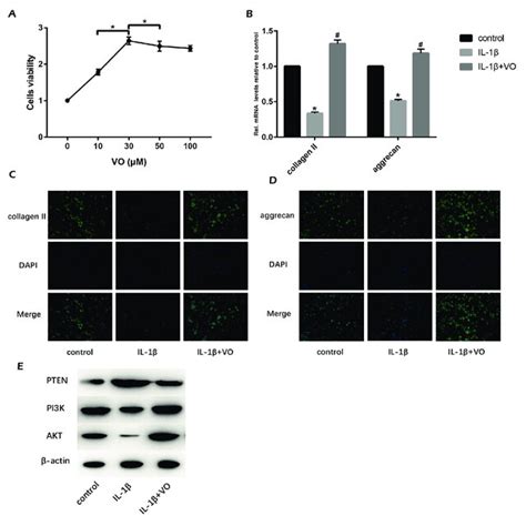 Vo Alleviates Il Induced Human Np Cells Degeneration Via The