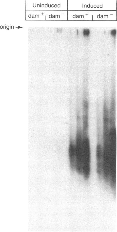 Hybridization Of 32p Labeled Total Mu Probe To Rna From Uninduced And