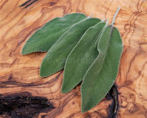 Fresh Organic Garden Or Common Sage Salvia Officinalis Leaves On