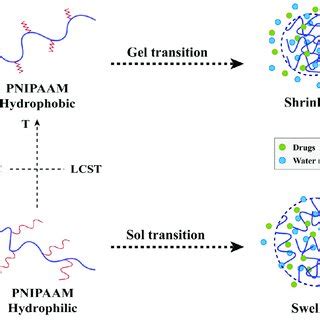 Schematic Representation Of Drug Release From Temperature Responsive