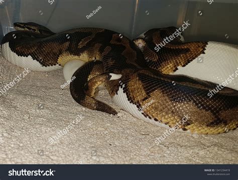 Breeding Royal Python Snakes Clear Lock Stock Photo 1341234419 ...