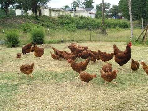 Rhode Island Red Chickens Everything You Should Know