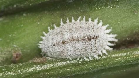 Cocciniglia Rimedi Chimici E Naturali Pianteinforma It