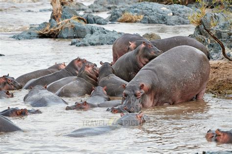 Travel4pictures Hippo Pool Tanzania 01 2020