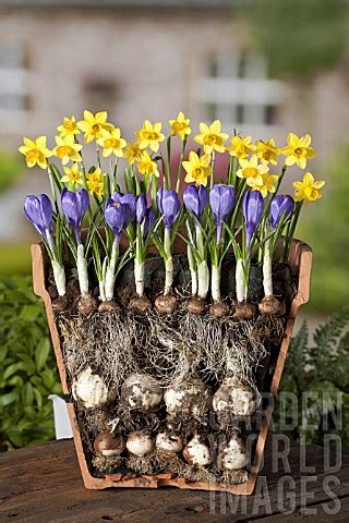 Forcing Spring Bulbs in Pots