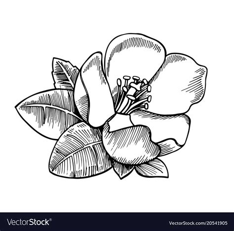 Sketch of a flower with leaves Royalty Free Vector Image