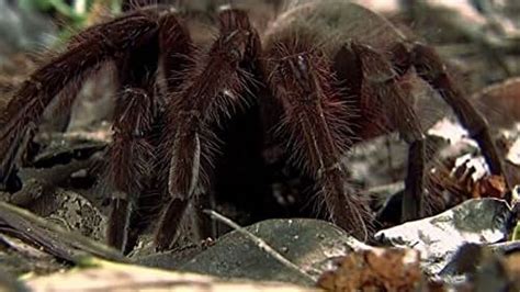 Naked And Afraid TV Series 2013 Episode List IMDb