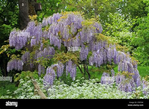 Chinese Wisteria Wisteria Sinensis Blooming Stock Photo Alamy