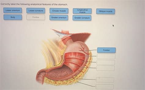 Solved Correctly Label The Following Anatomical Features Of Chegg