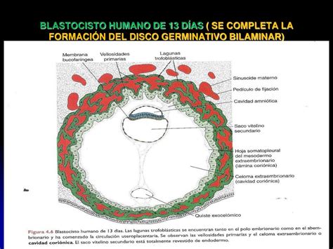 Formacion Del Blastocisto