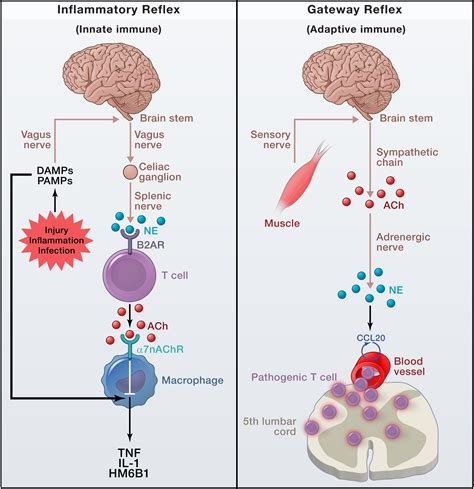 Immune Cells Exploit A Neural Circuit To Enter The Cns Cell