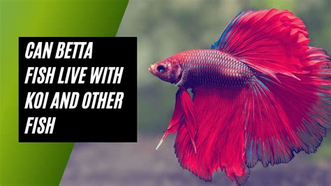 Can Betta Fish Live With Koi And Other Fish Ideal Tank Mates