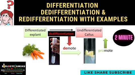 Difference between Differentiation, Dedifferentiation ...