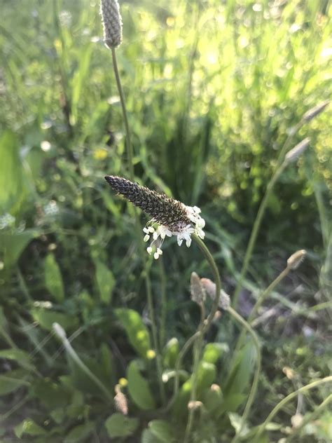 ribwort plantain from Parku i Madh i Liqenit Tiranë Tirana 地拉那省 AL