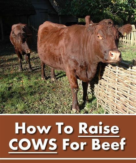 How Much Money Can You Make Raising Cattle? – MartLabPro