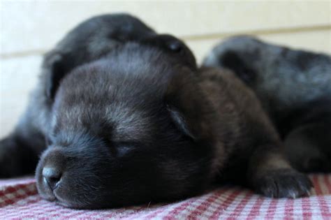 Norwegian Elkhound Puppies For Sale