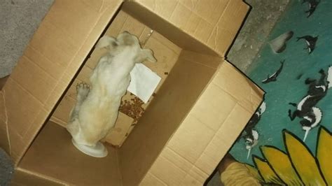 En Tegucigalpa Niño Abandonó Perrito Con Una Carta De Promesa Porque