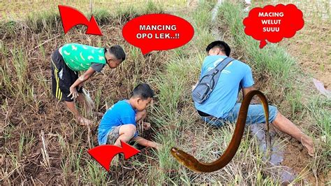 Tarikan Nya Mantul Mancing Belut Sawah Lucu Dapat Banyak Youtube