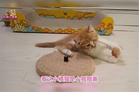 捡来的小橘猫给它啥玩具都爱玩，玩累了睡觉都压在身下，怕被拿走玩具身下